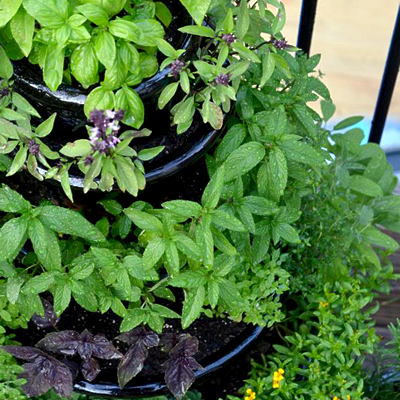 grow organic herbs